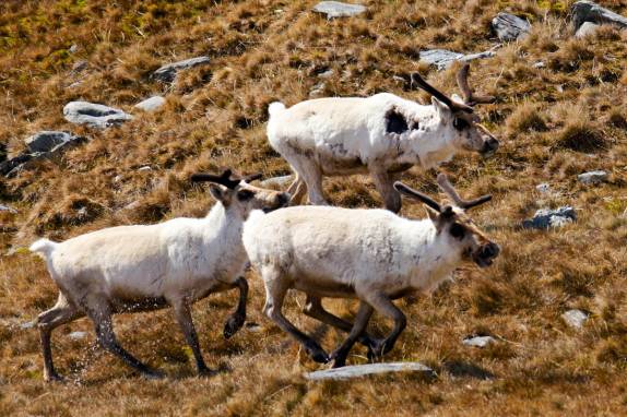 Grupo de renas em Ocean Harbour, na Geórgia do Sul (foto de JP Salakari)